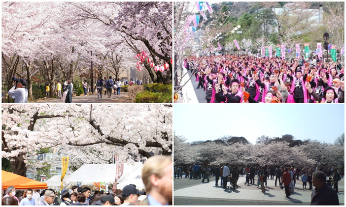 le-hoi-anh-dao-hanami-2.jpg
