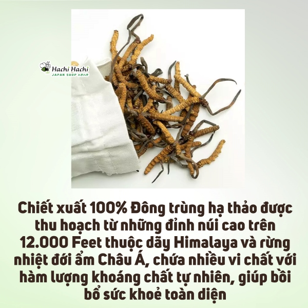 Vien-uong-dong-trung-ha-thao-fine-japan-bo-phoi-than-(1).jpg